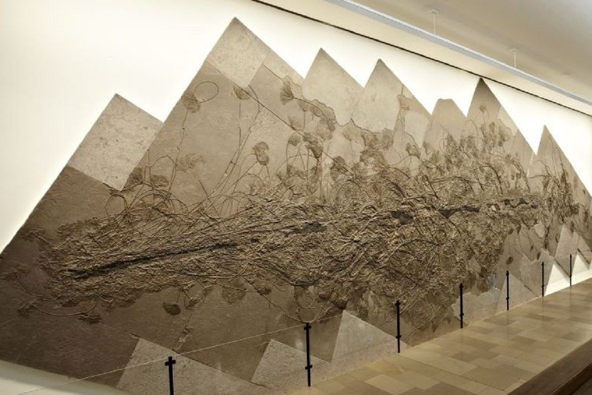 Die weltweit größte Kolonie von Seelilien im Urweltmuseum Hauff in Holzmaden