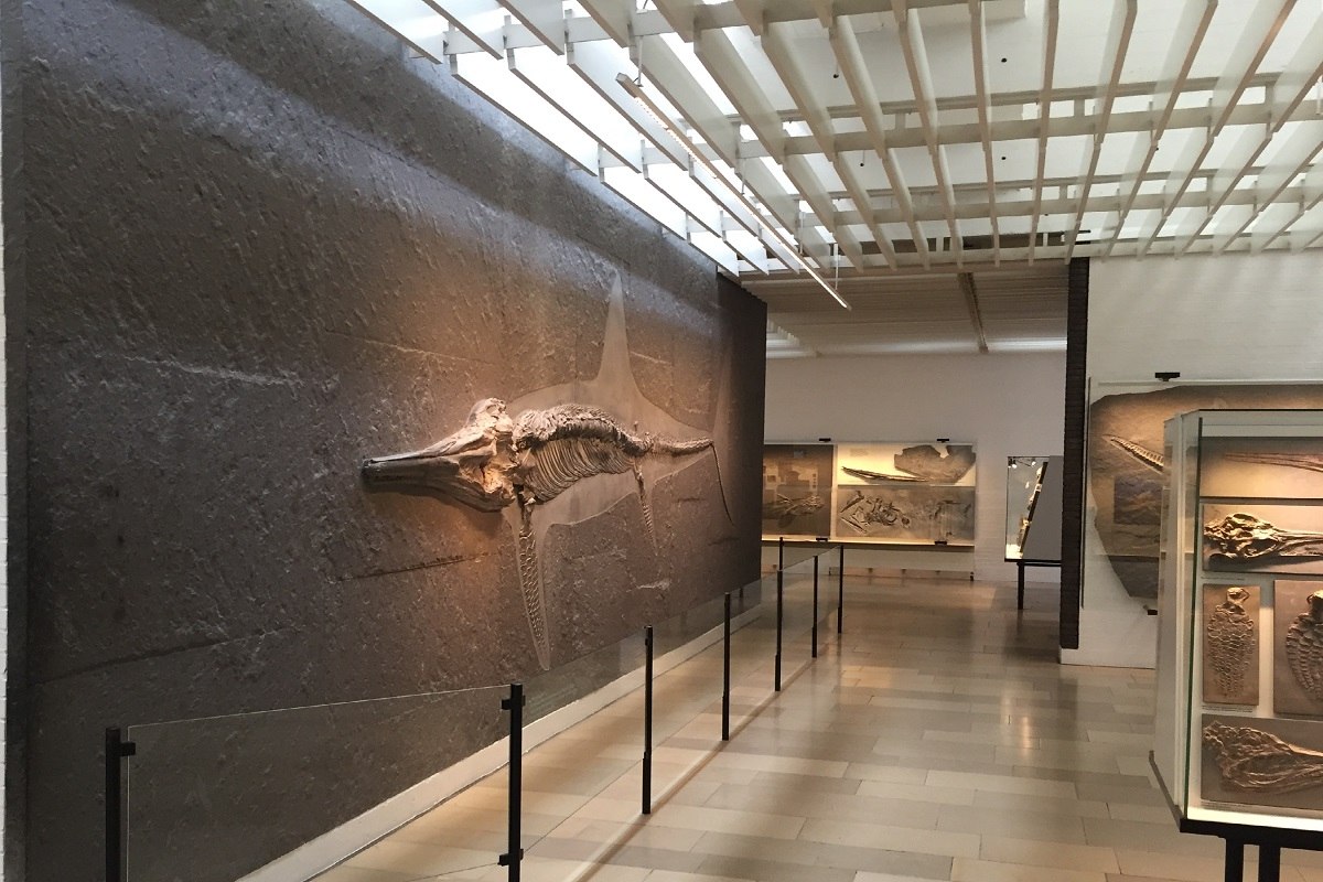 Posidonienschiefer im Urweltmuseum Hauff in Holzmaden