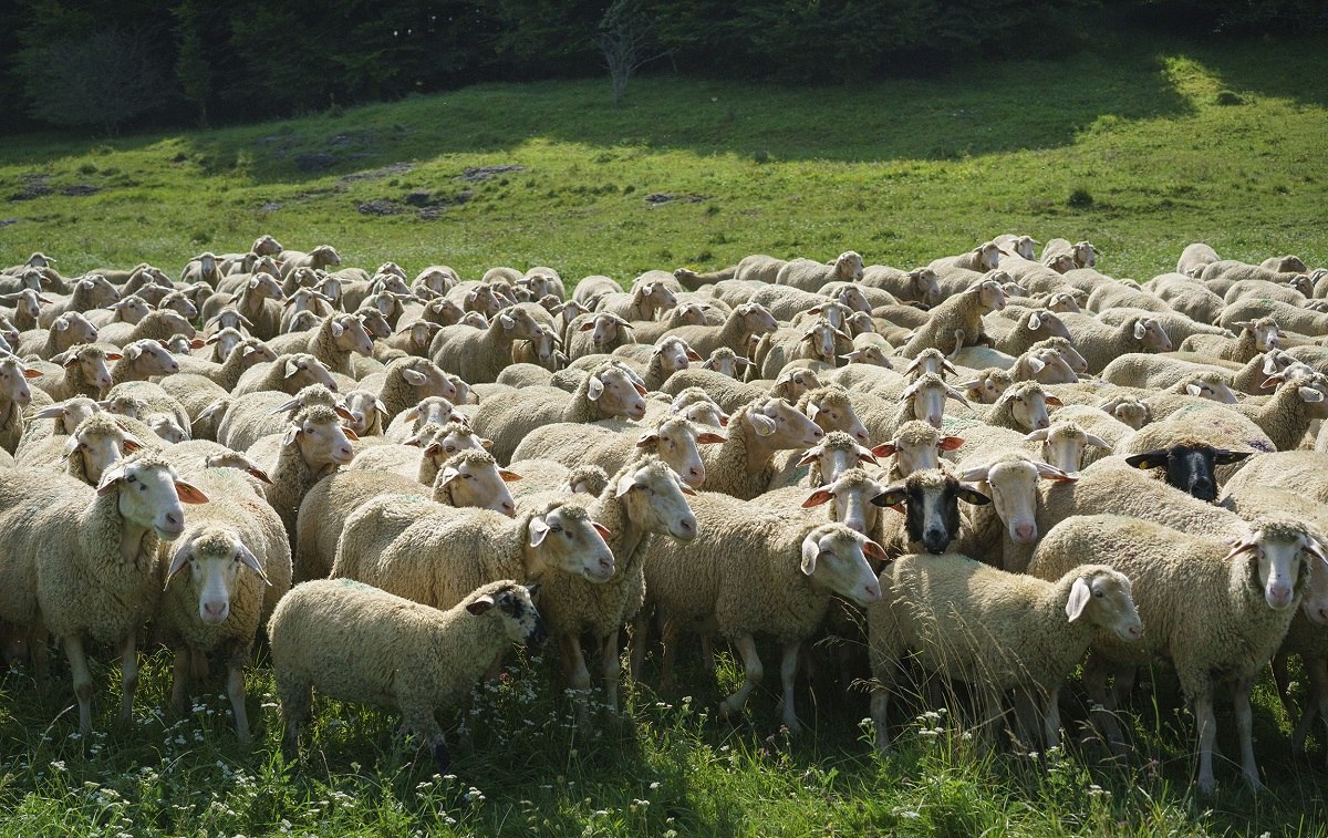 Schafherde auf der Schwäbischen Alb