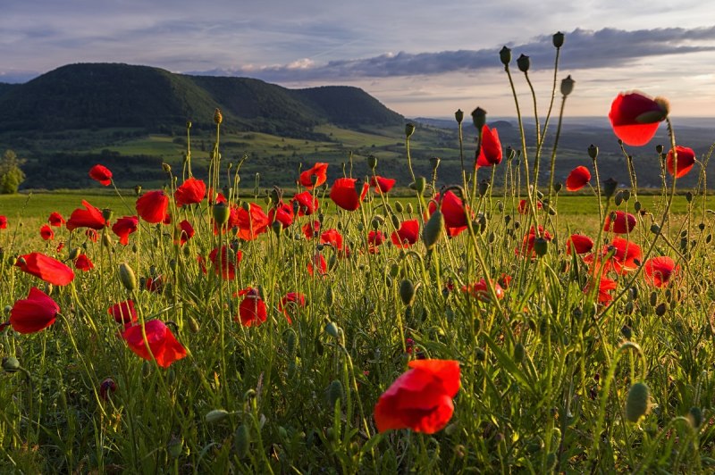 Mohnblumen mit Albtrauf im Hintergrund