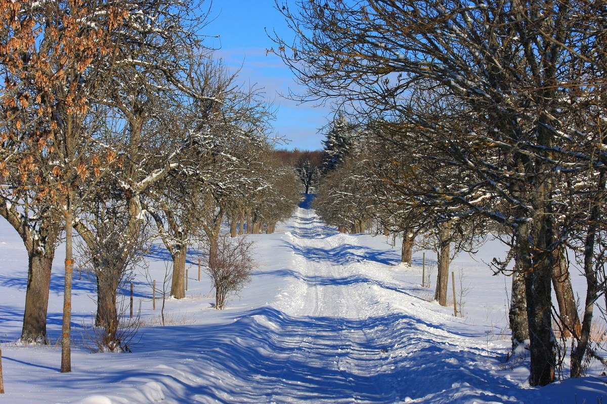 Ein winterlicher Wanderweg gesäumt von einer Obstbaumallee